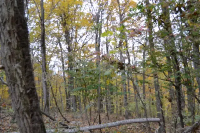 10.70ac Red Oak Ridge Rd, Celina, TN 38551 - Image #3