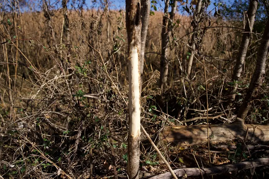 Tract 7 West Of Barlow Rd, Rock Island, TN 38581 - #2