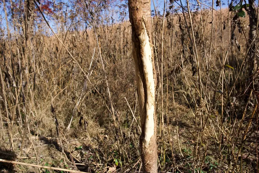 Tract 7 West Of Barlow Rd, Rock Island, TN 38581 - #3