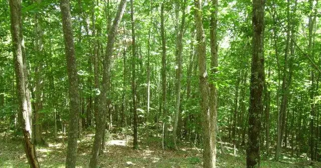 Lot 25 Key Ridge Lane, Crawford, TN 38556 - #2