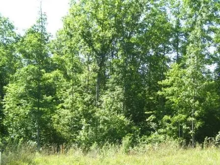Lot 77 Parkstown Road, Wilder, TN 38589 - #3