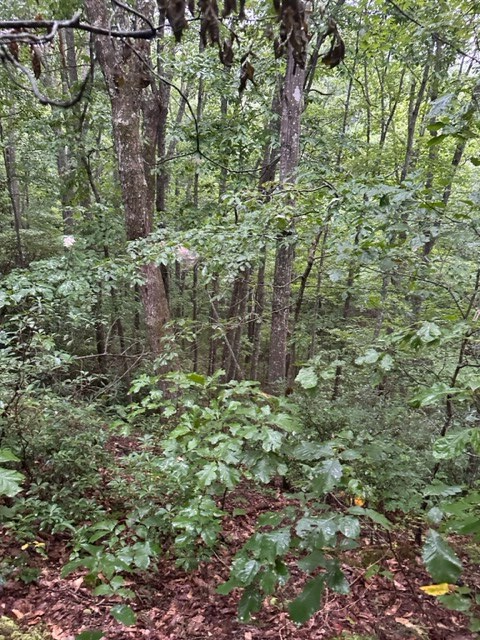 Lot 35 Wilson Ridge Road, Wilder, TN 38589 - #3