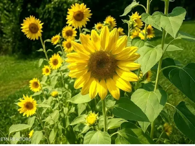 1382 Blackburn Fork Rd, Cookeville, TN 38501 - #2