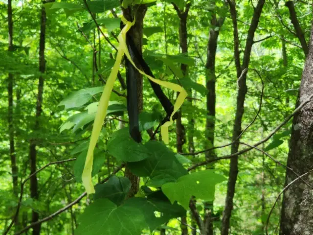 Lot 6 Forest Trails Lane, Celina, TN 38551 - #3