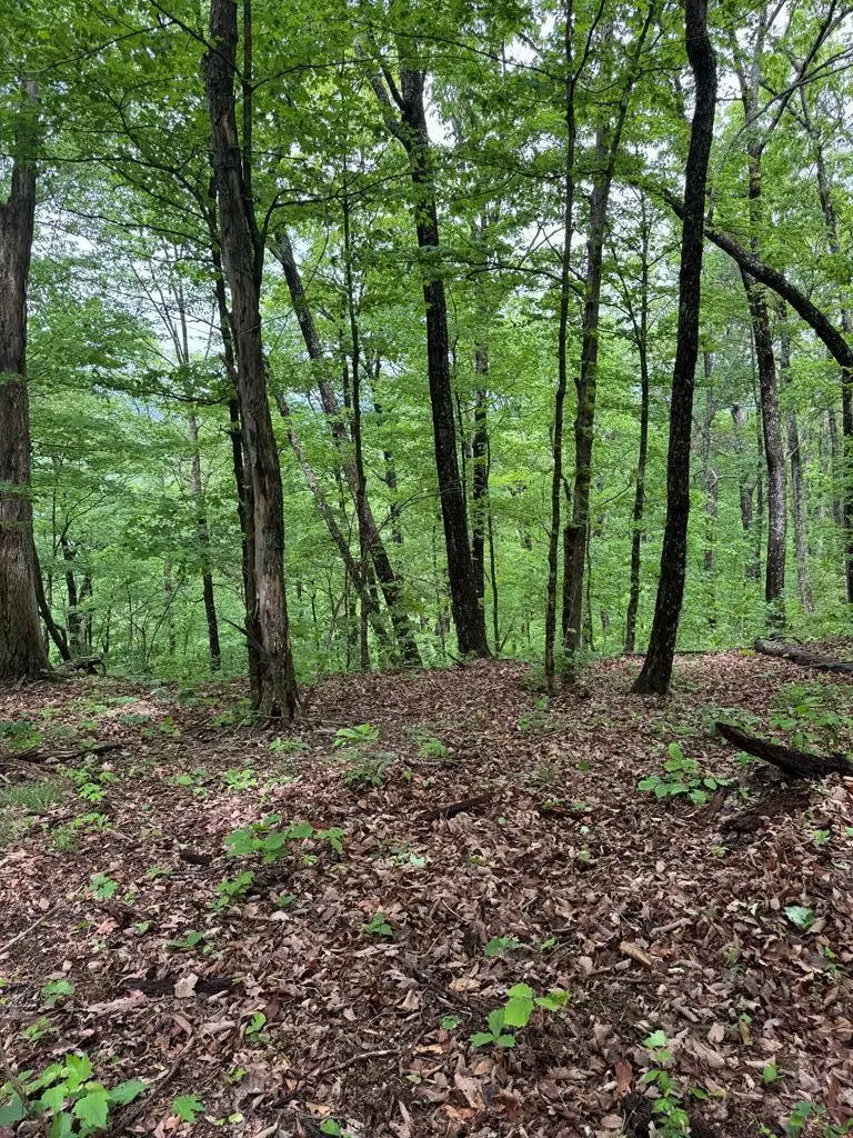 00 Sunk Cane Road, Crawford, TN 38554 - #3