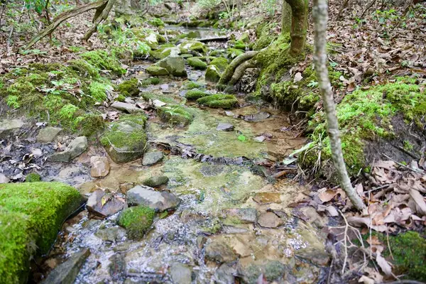 1.2AC Coyote Trail, Spencer, TN 38585