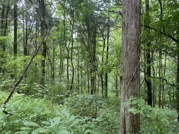 0 N Of Eagle Ridge Ln Lot 35, Granville, TN 38564 - #1