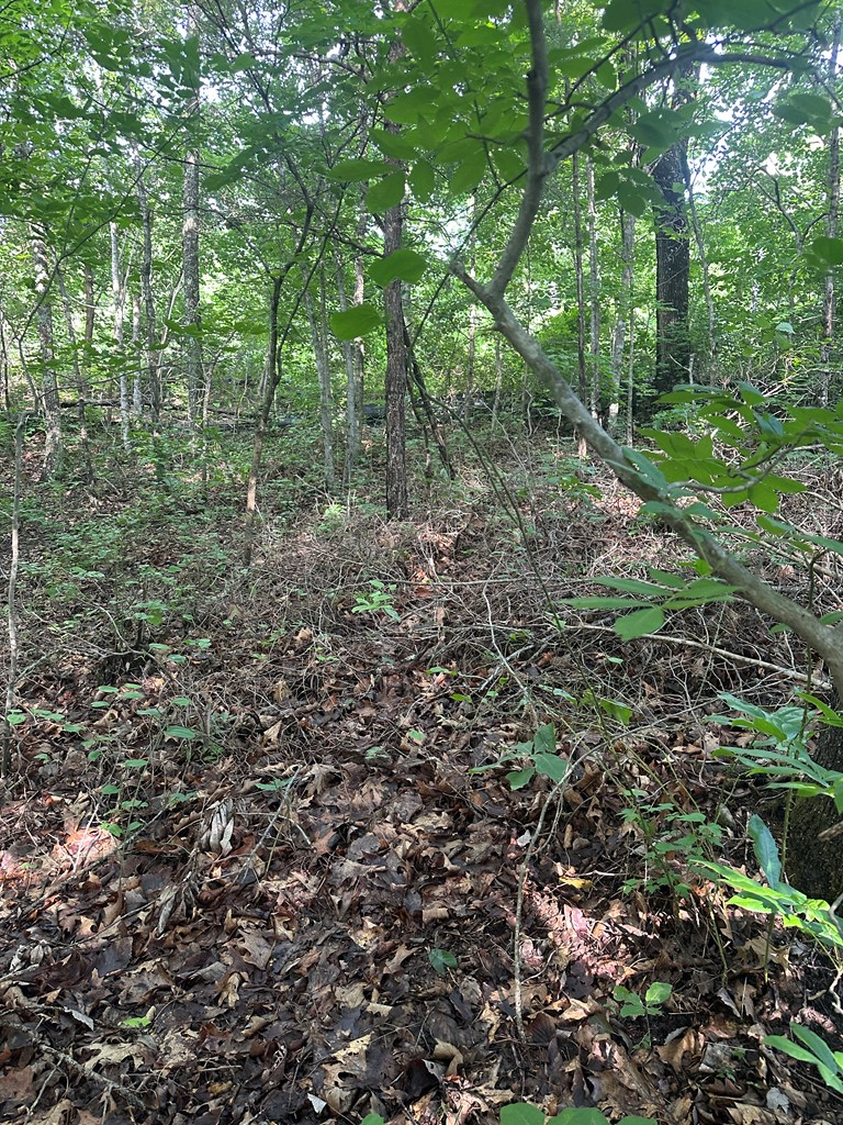 Lot 2 Buckeye Lane, Wilder, TN 38589 - #3