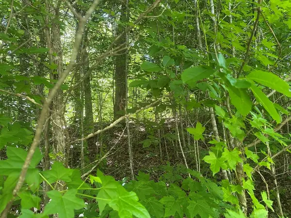 Lot 13 Lot 13 Apache Rd, Jamestown, TN 38556