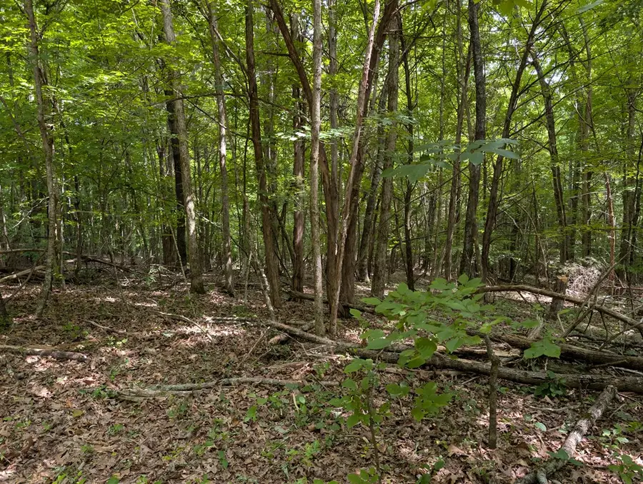 25AC Gains Hill Rd, Burkesville, KY 42717 - #2