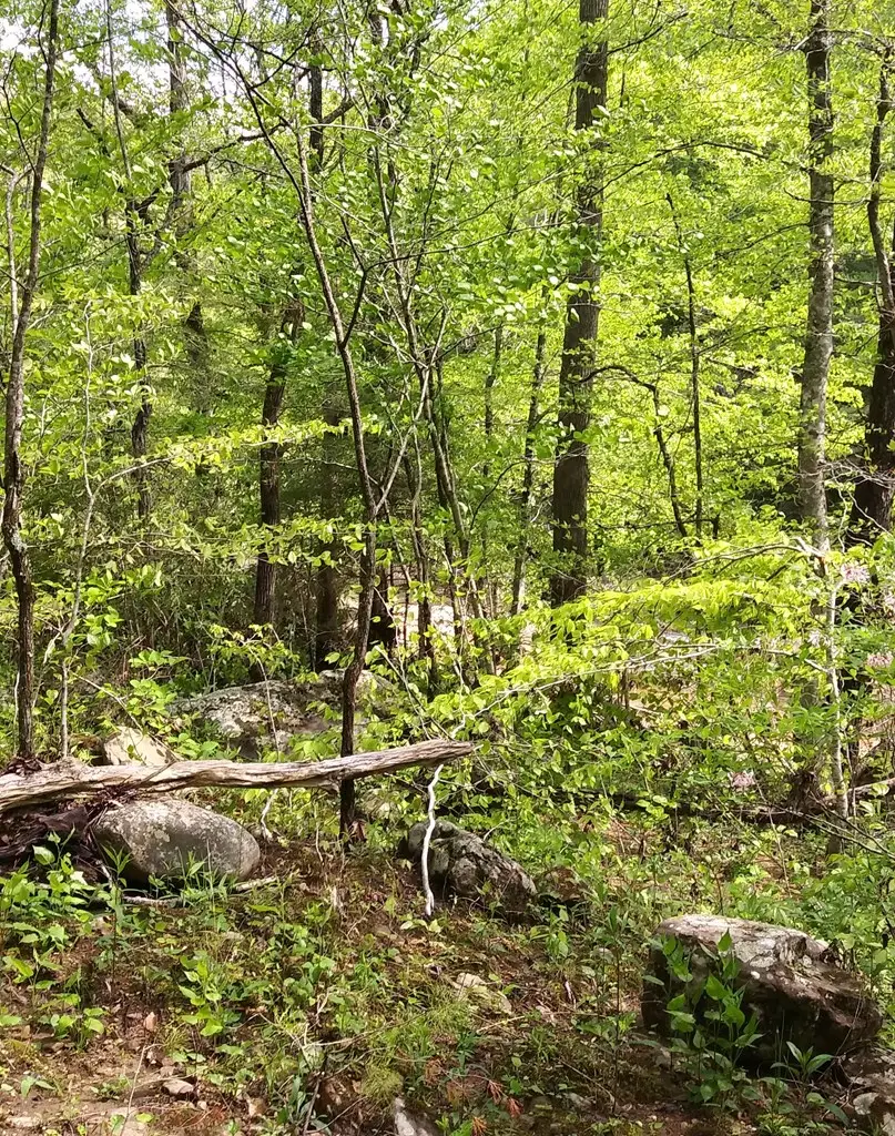 Lot 384 East Obey Lane, Wilder, TN 38589 - #2