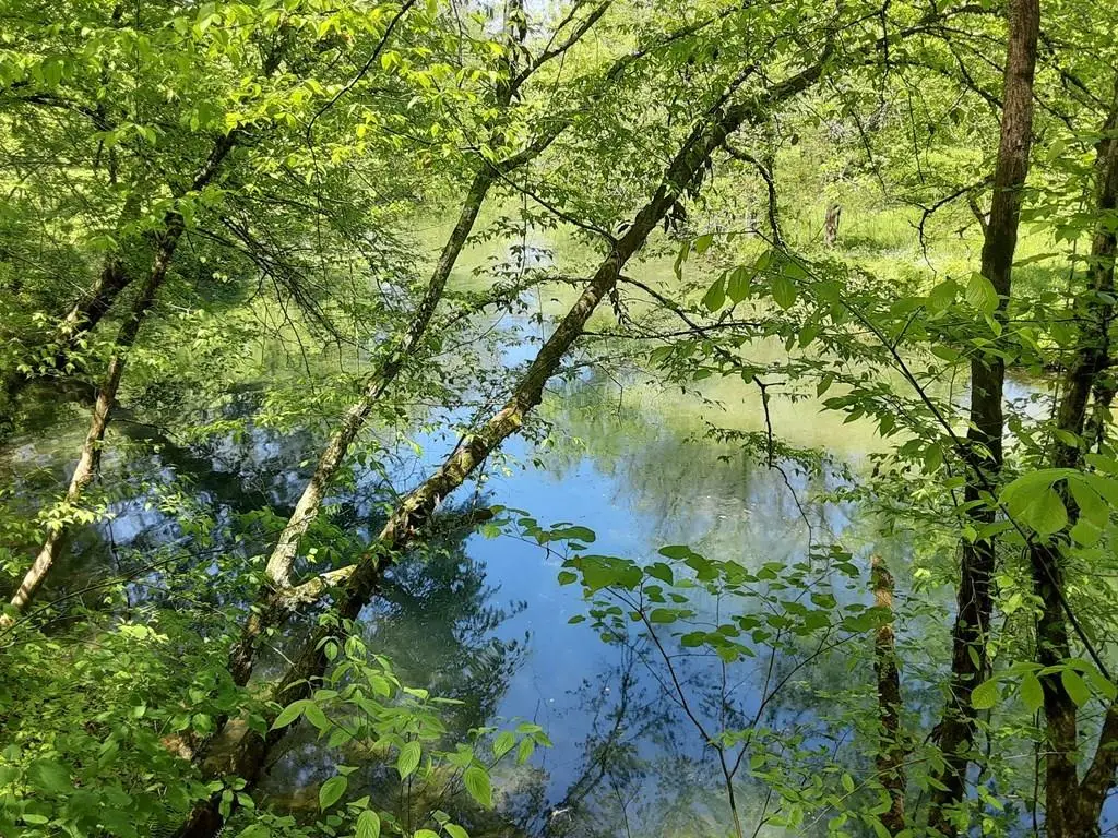 222 Cook Hollow Ln, Pleasant Shade, TN 37145 - #1