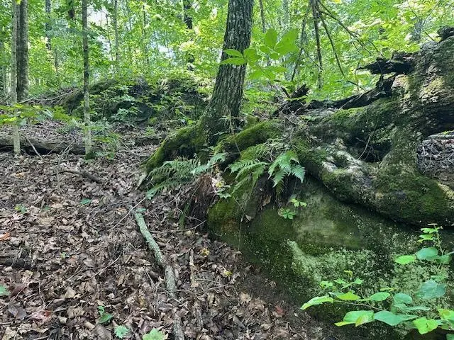 Lot 89 Bobcat Lane, Wilder, TN 38589 - #3