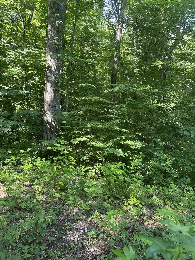 Lot 419 Grabber Lane, Wilder, TN 38589 - #3