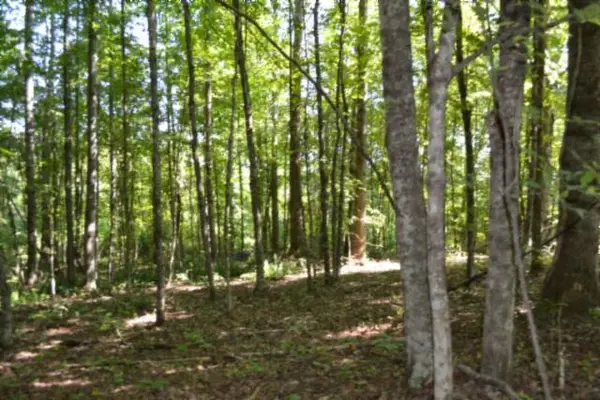 3ac Rock Springs Rd, Celina, TN 38551