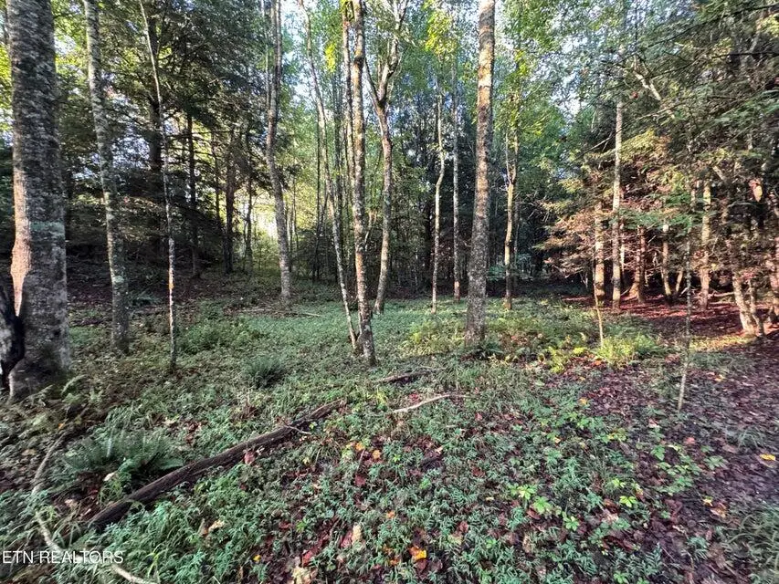 - Davis Rd, Deer Lodge, TN 37726 - #2