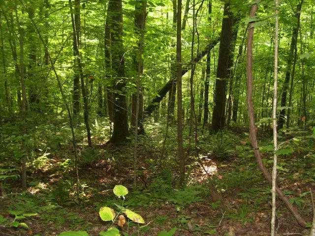 Lot 239 Hood Lane, Wilder, TN 38589 - #3