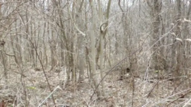 Lot 24 Beaver Lane, Gainesboro, TN 38562 - #3
