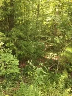 Lot 236 Veterans Lookout, Wilder, TN 38589 - #3