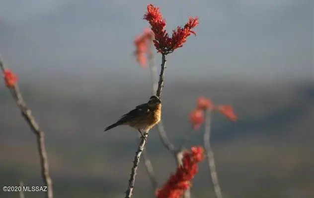 00000 None Assigned 2, Vail, AZ 85641 - Image #1