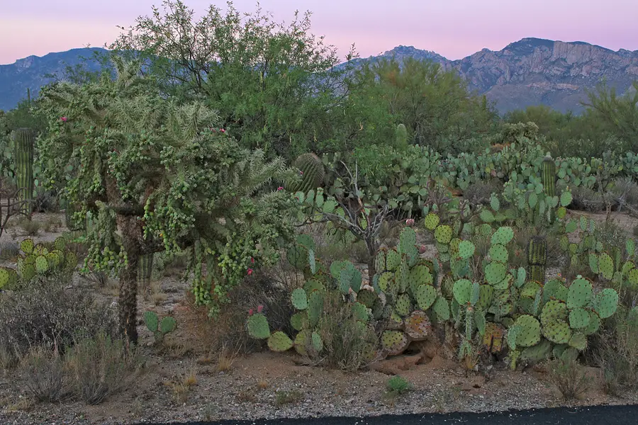 11904 N Vista Del Sol, Oro Valley, AZ 85742 - Image #2