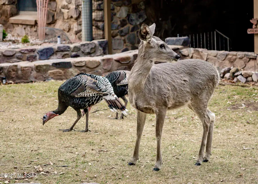 29 E Ramsey Canyon, Hereford, AZ 85615 - Image #3