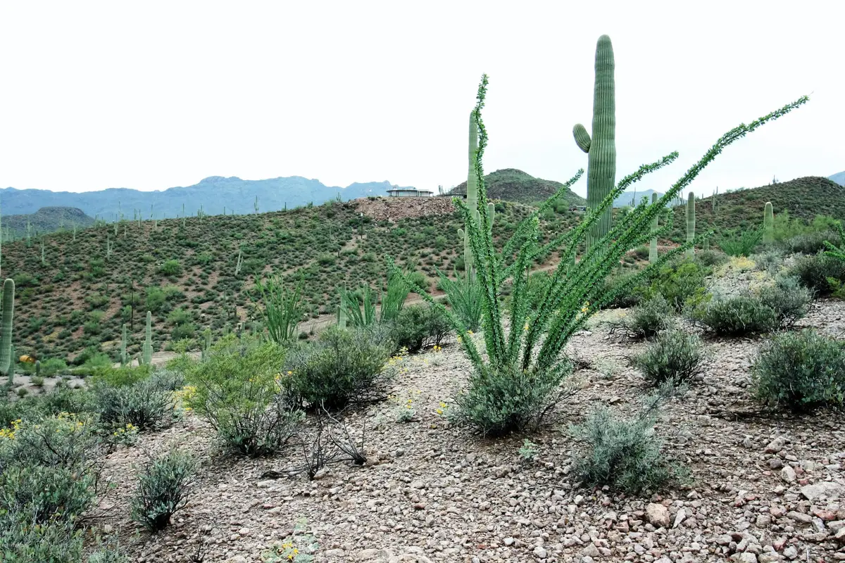 000 Gerhart #11, Tucson, AZ 85745 - Image #1