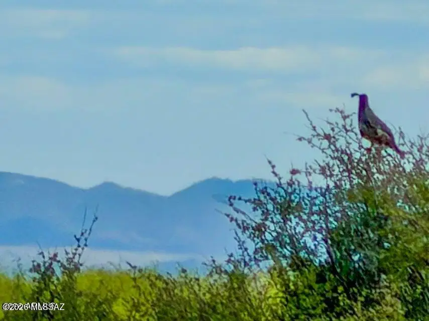 TBD S Solar Run 39 Acres, Willcox, AZ 85643 - #2