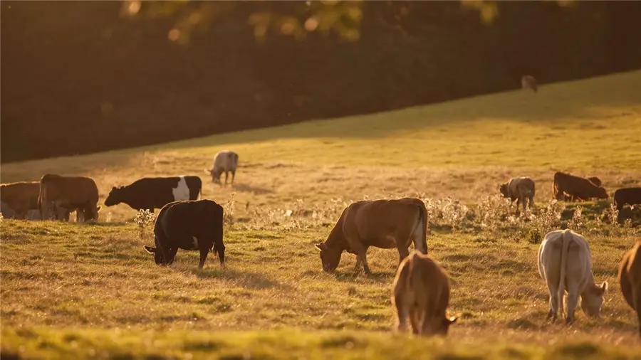 6641 Garhole View Lane, Bryan, TX 77808 - Image #3