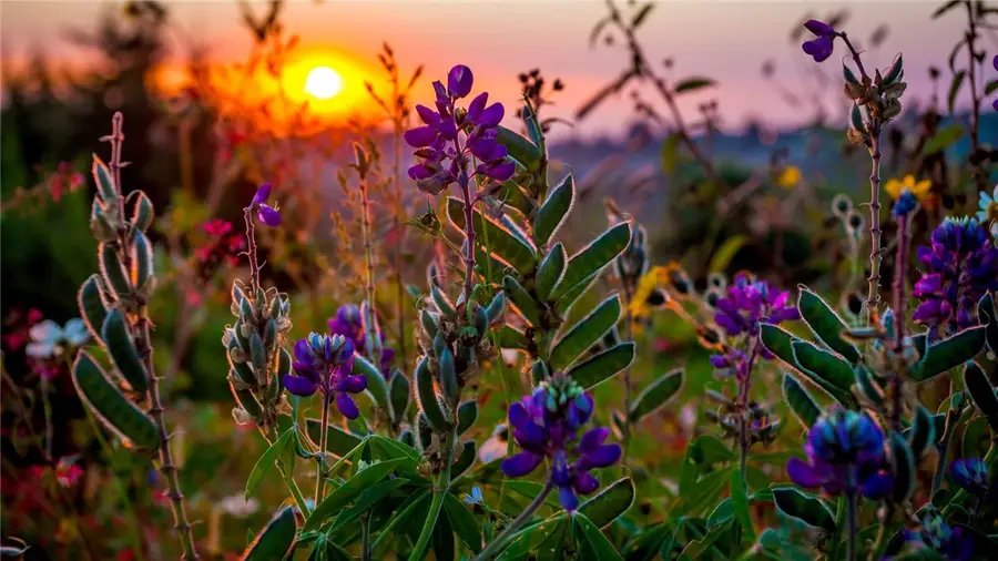 6620 Garhole View Lane, Bryan, TX 77808 - Image #3