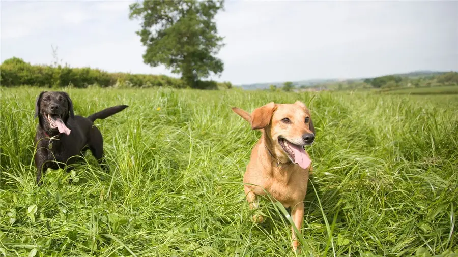 6444 Garhole View Lane, Bryan, TX 77808 - Image #3