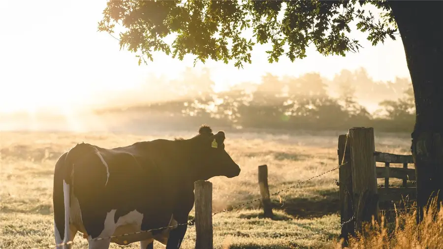 6444 Garhole View Lane, Bryan, TX 77808 - #2