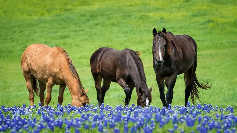 6521 Garhole View Lane, Bryan, TX 77808 - #3