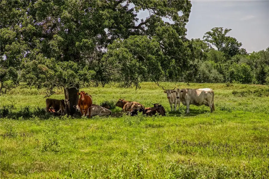 555 Albers Road, Ledbetter, TX 78946 - #3