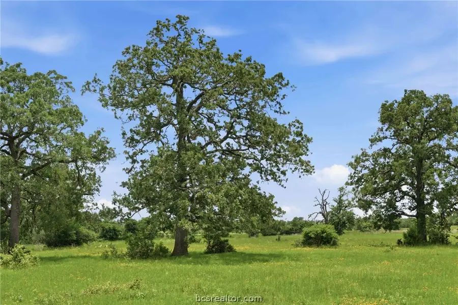 Tract 4 Holly Cemetery Road, Franklin, TX 77856 - #3