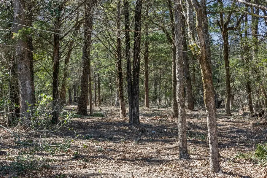 4.81 AC Pauline Lane, Caldwell, TX 77836 - #3