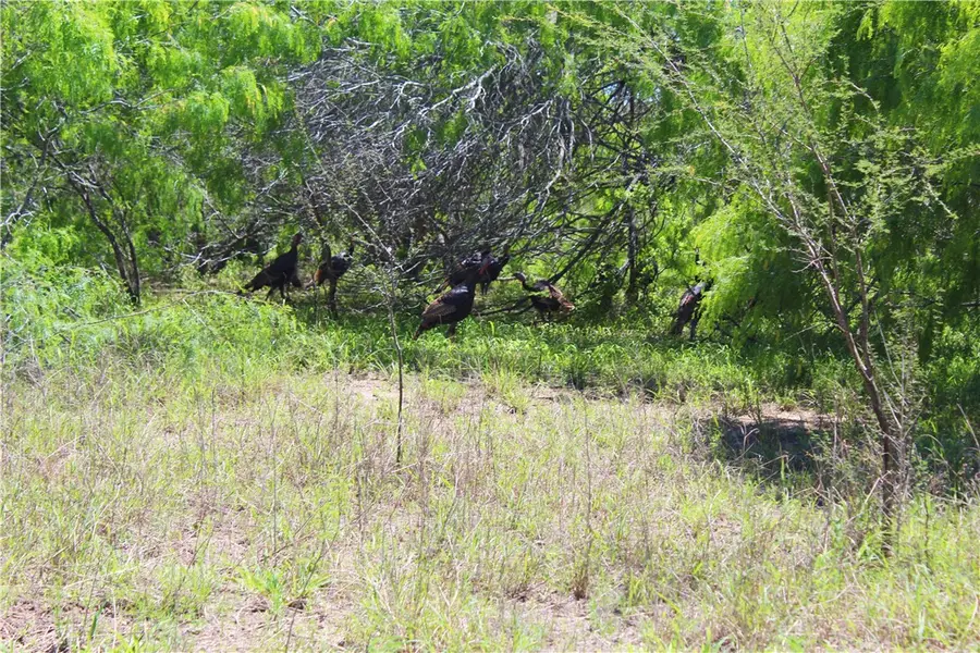 00 N County Road 1026, Kingsville, TX 78363 - Image #3