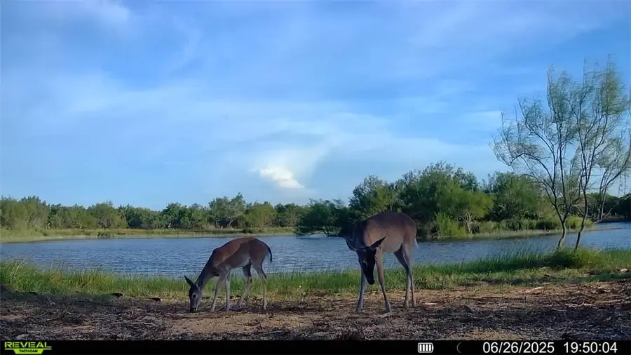 0 Cameron Ln- 100 Acres, Fowlerton, TX 78021 - Image #2