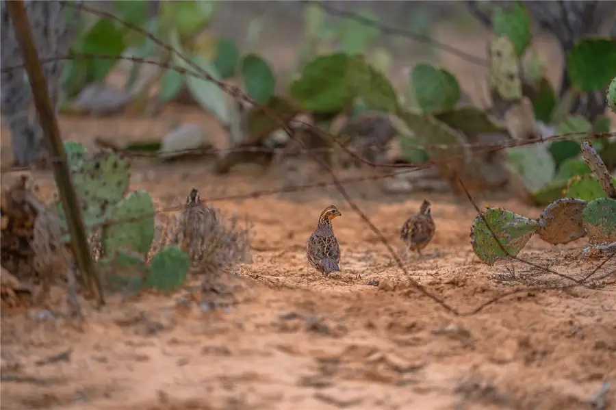 767 Toquiny Lane, Carrizo Springs, TX 78834 - Image #3