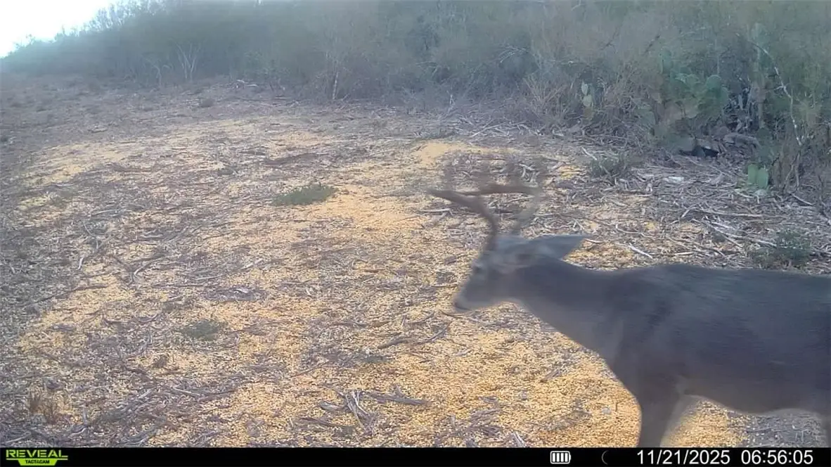 0 Cameron Lane - 40 Acres, Fowlerton, TX 78021 - Image #1