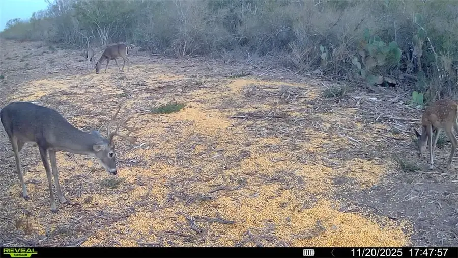 0 Cameron Lane - 40 Acres, Fowlerton, TX 78021 - Image #3