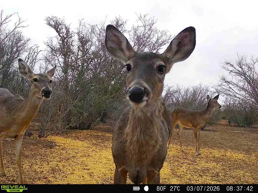 0 Cr 103, San Diego, TX 78334 - #3