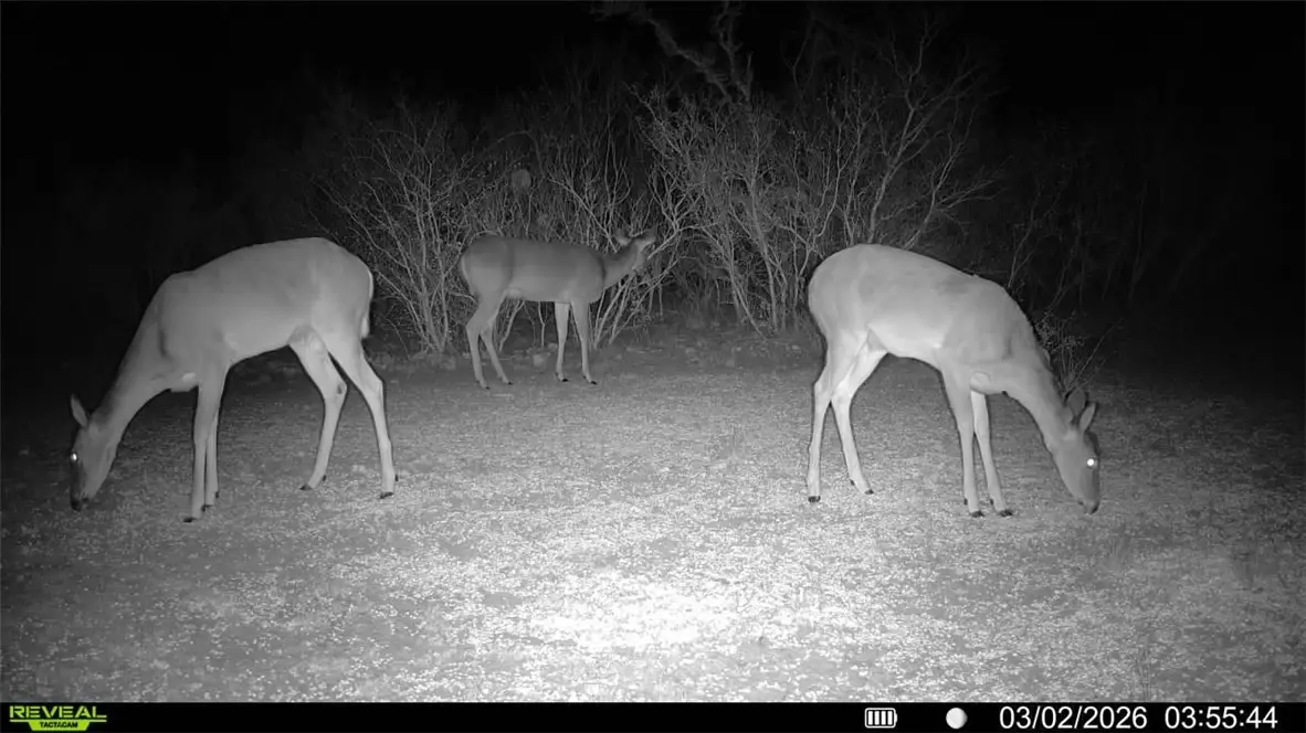 0 County Road 103, San Diego, TX 78334 - #1