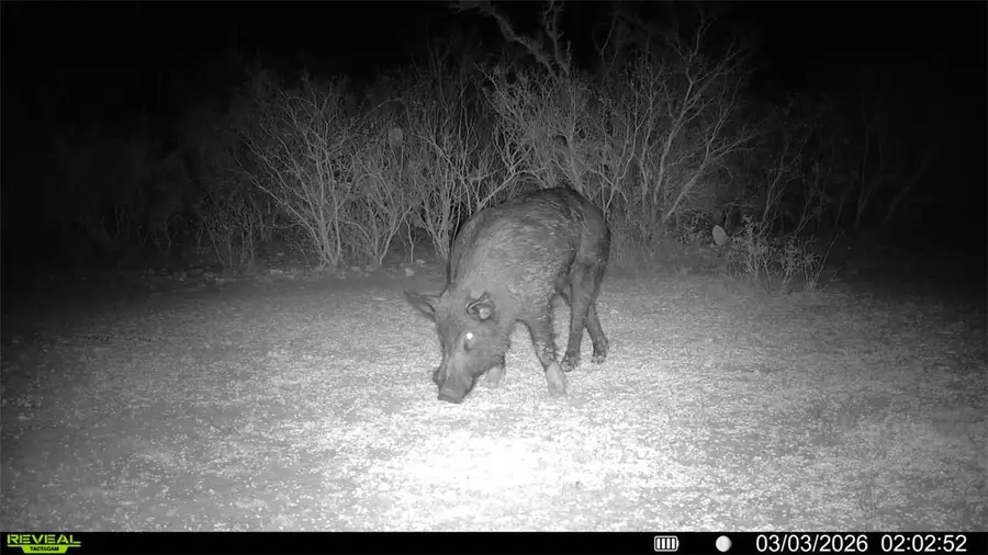 0 County Road 103, San Diego, TX 78334 - #3