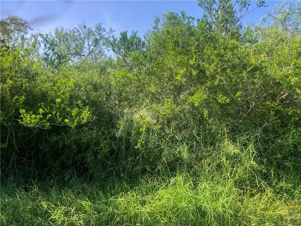 00 Cr 619, Skidmore, TX 78389 - #1
