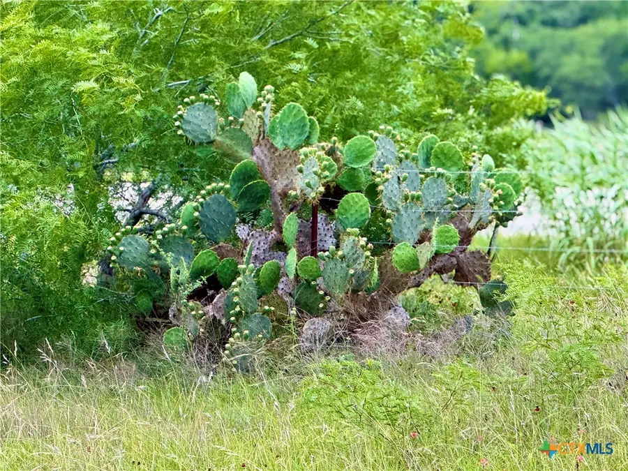 TBD Tract Q Fm 108, Smiley, TX 78159 - Image #3