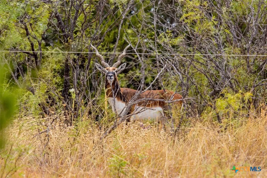 5990 Farm Road 1241, Hamilton, TX 76531 - Image #1