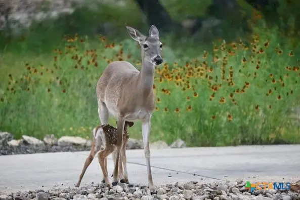 0 TBA Inglewood St Corner, Canyon Lake, TX 78133 - Image #1