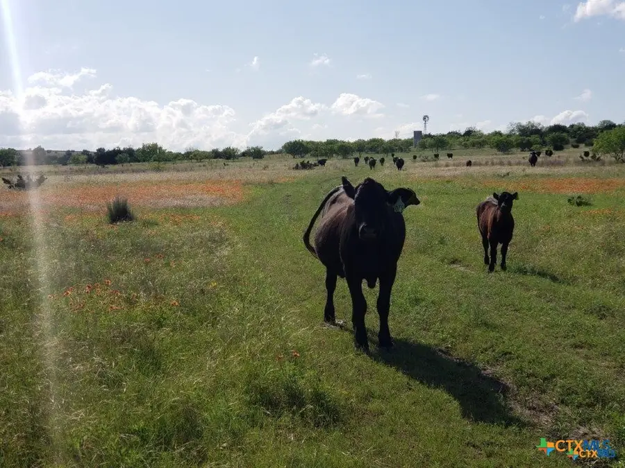 Lot 4 County Road 1255 Pitt Creek Ranch, Lampasas, TX 76550 - Image #3
