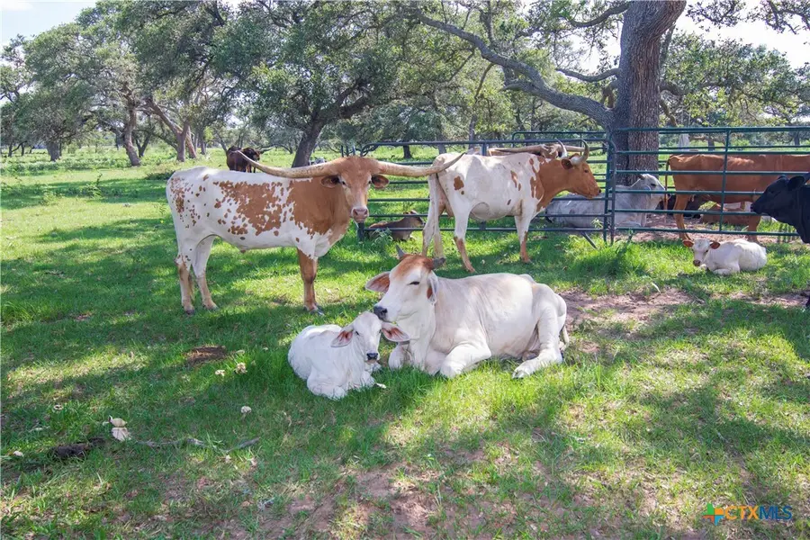 15545 State Highway 111, Yoakum, TX 77995 - Image #2